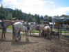 Other summer activities in Whistler - Family-friendly horseriding 